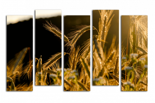 Модульная картина Пшеница